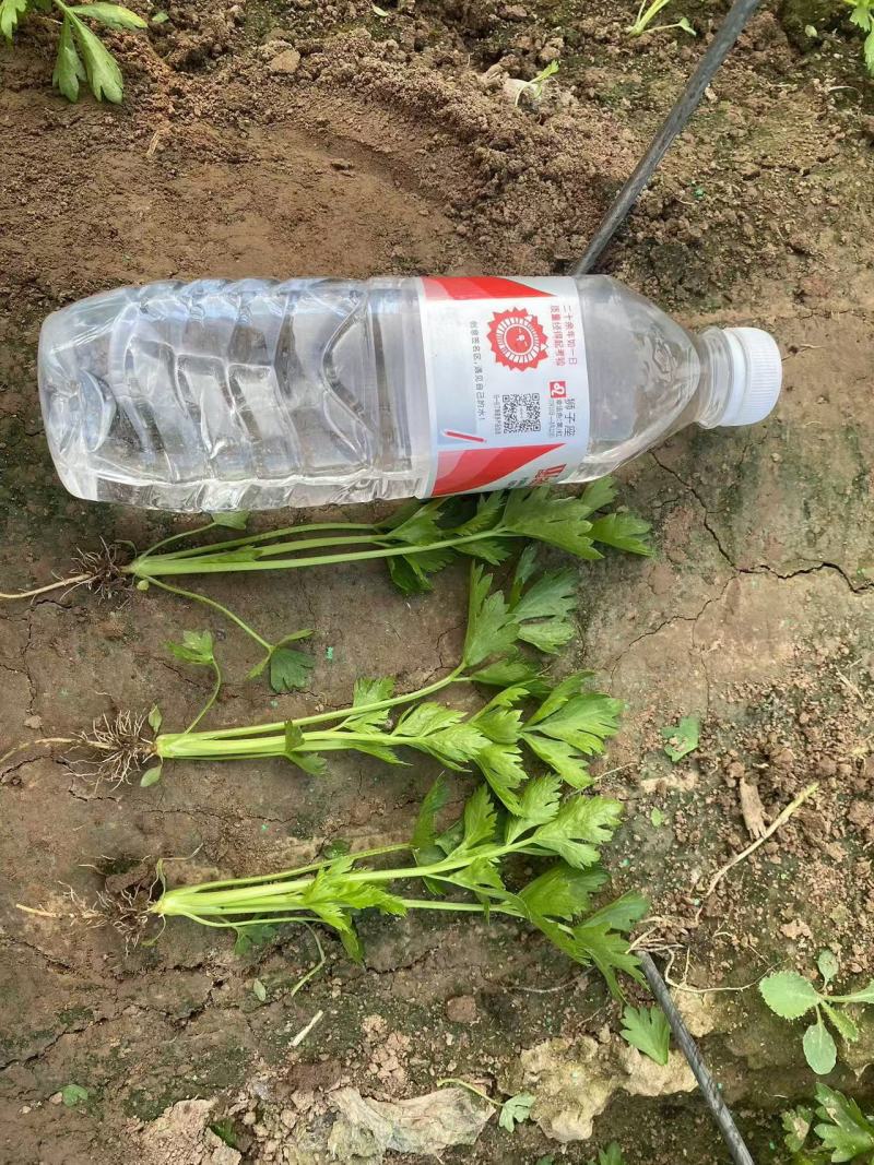 芹菜苗各种品种规格保质保量供货全年供货