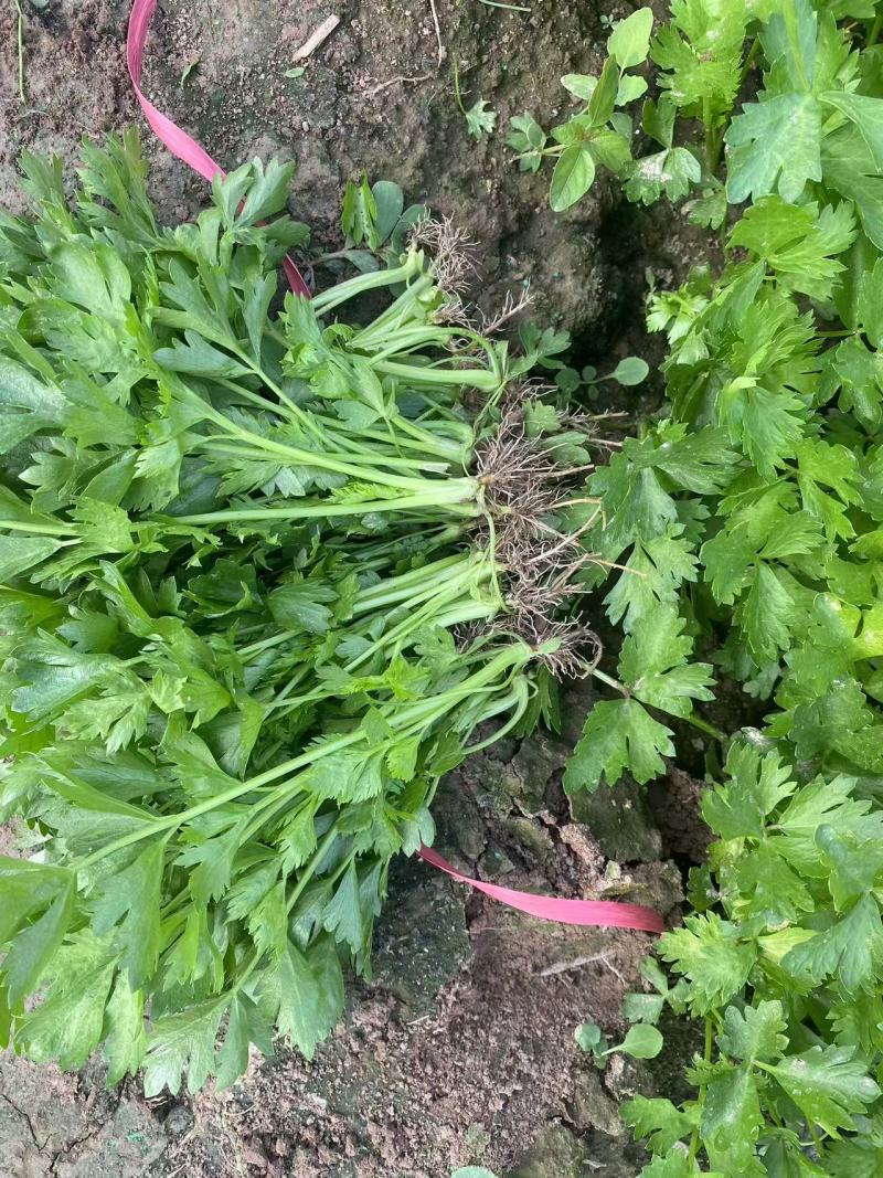 芹菜苗各种品种规格保质保量供货全年供货