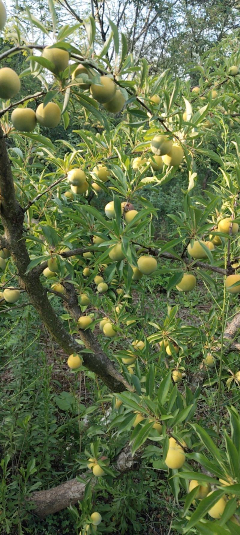 青脆李