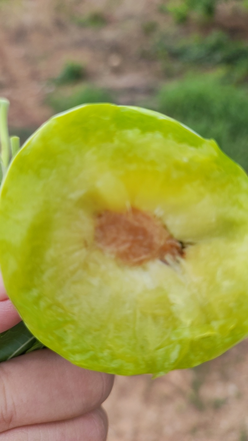 清脆李子芙蓉李赖李秋季李大宝石李子大量上市走货进行中