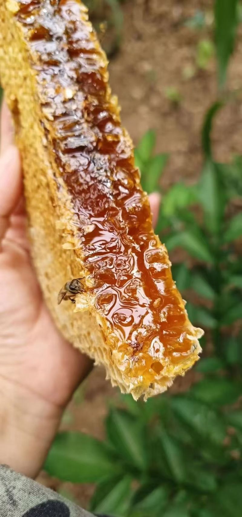 土蜂蜜，***