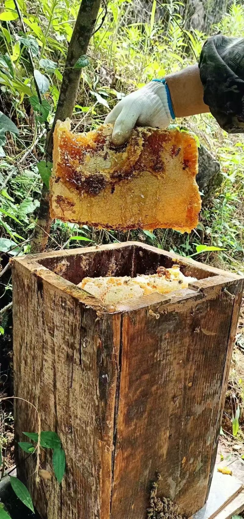 土蜂蜜，***