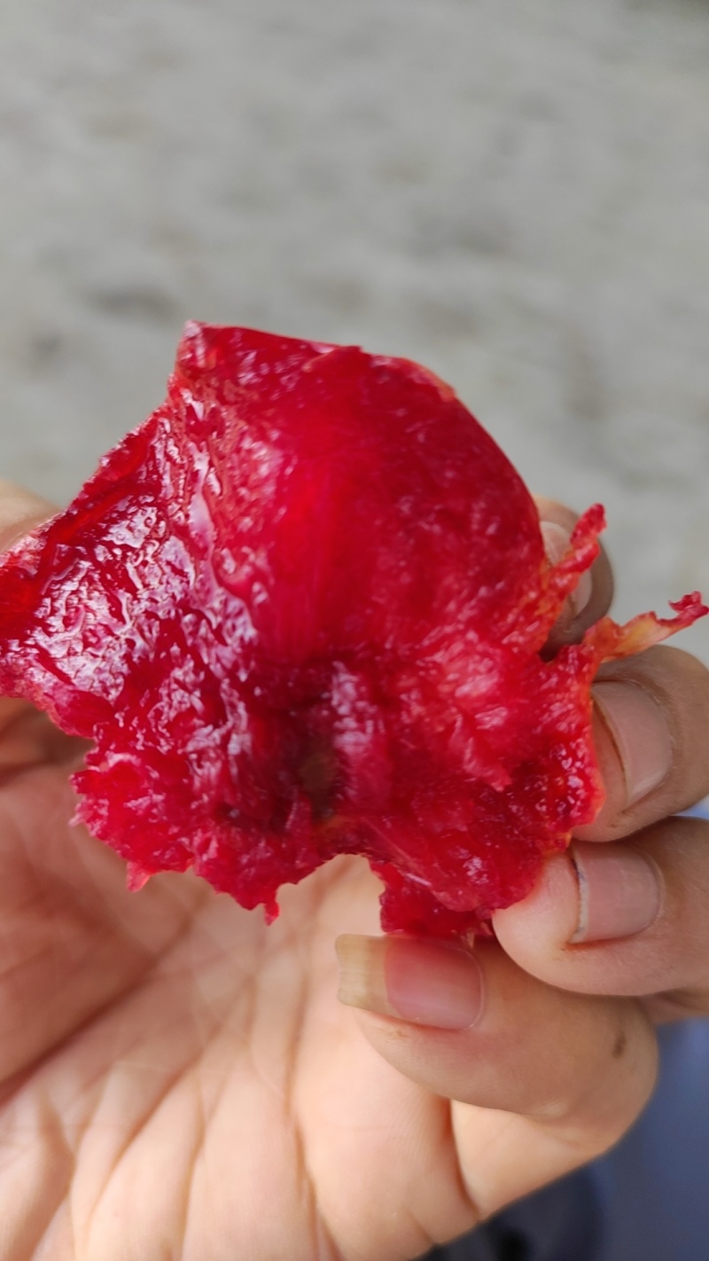 清脆李子芙蓉李赖李秋季李大宝石李子大量上市走货进行中