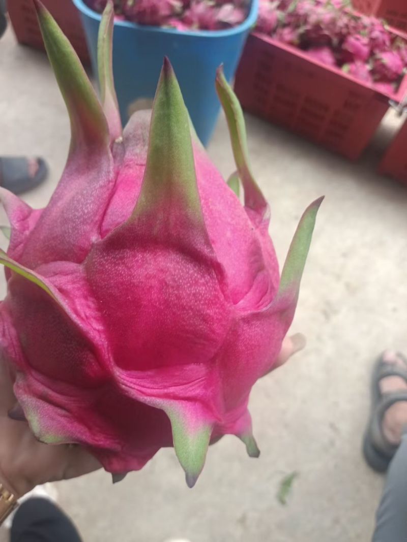 火龙果