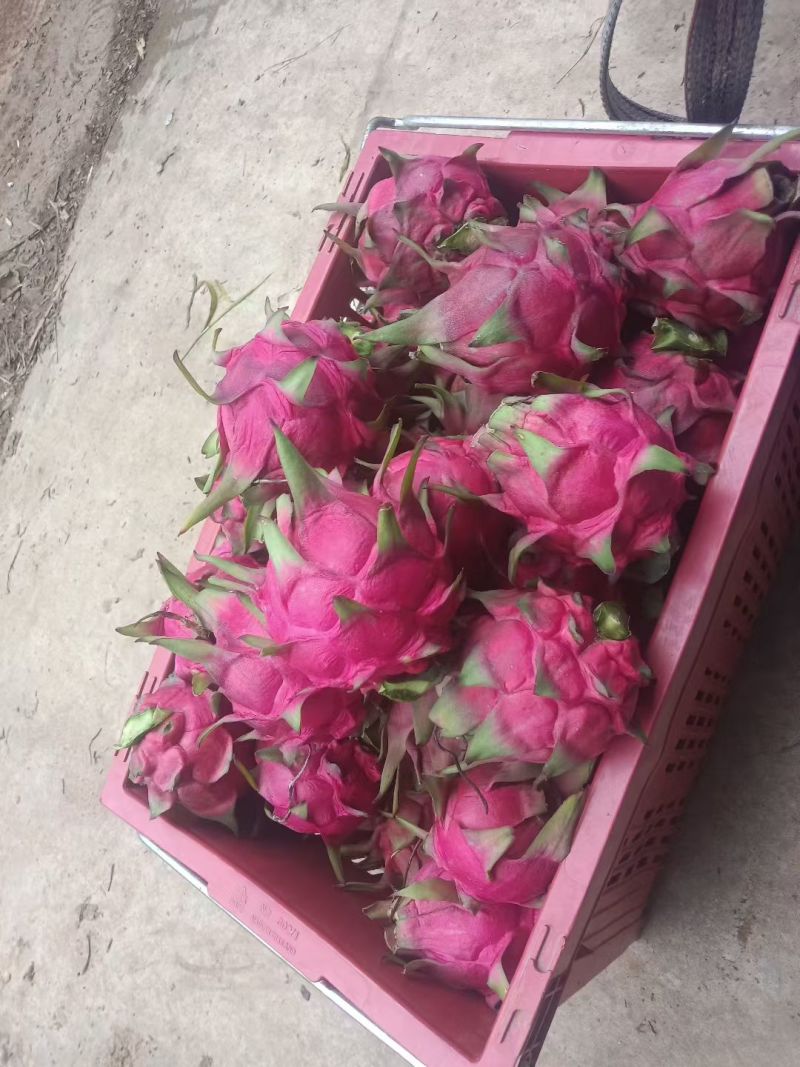 火龙果