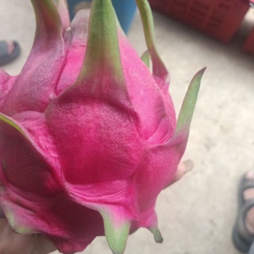 火龙果