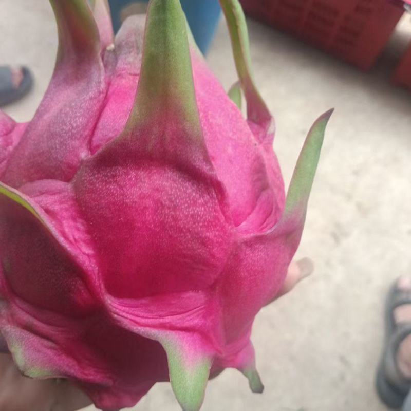 火龙果