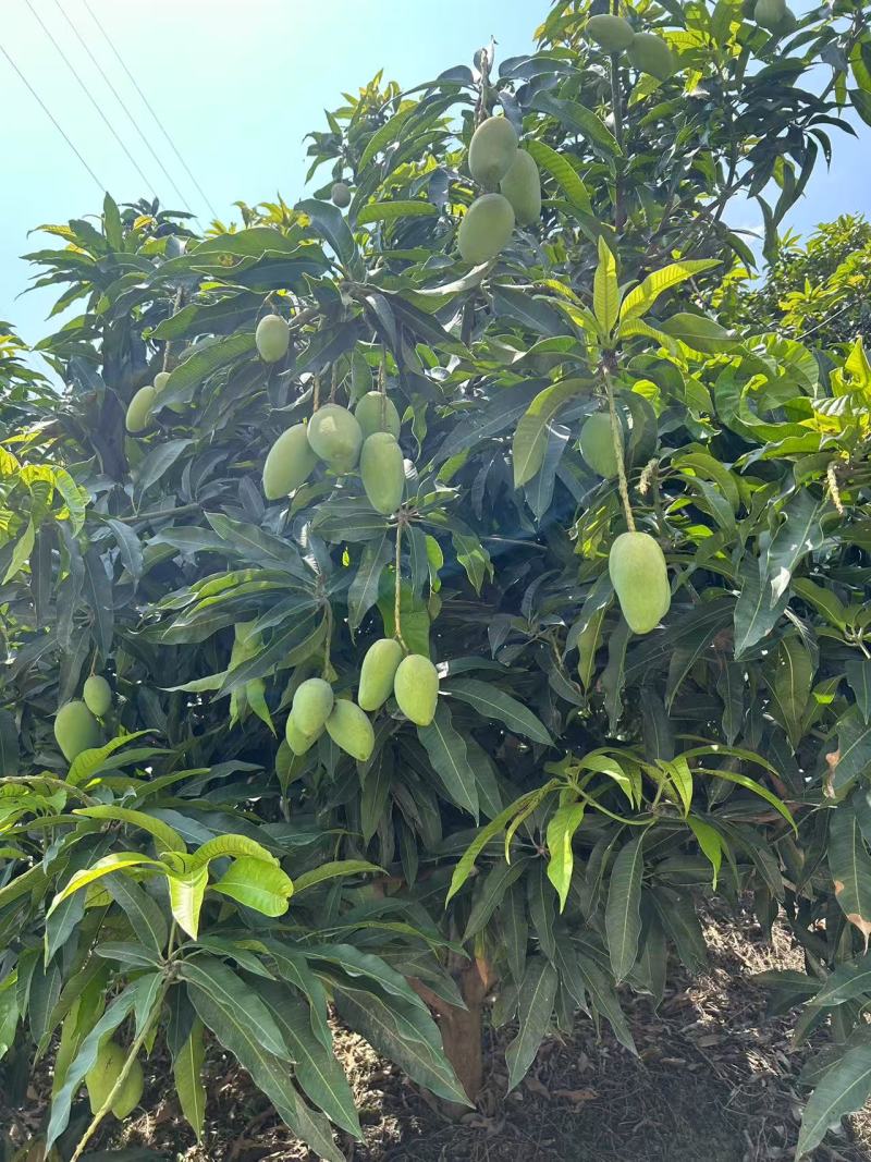 广西百色芒果