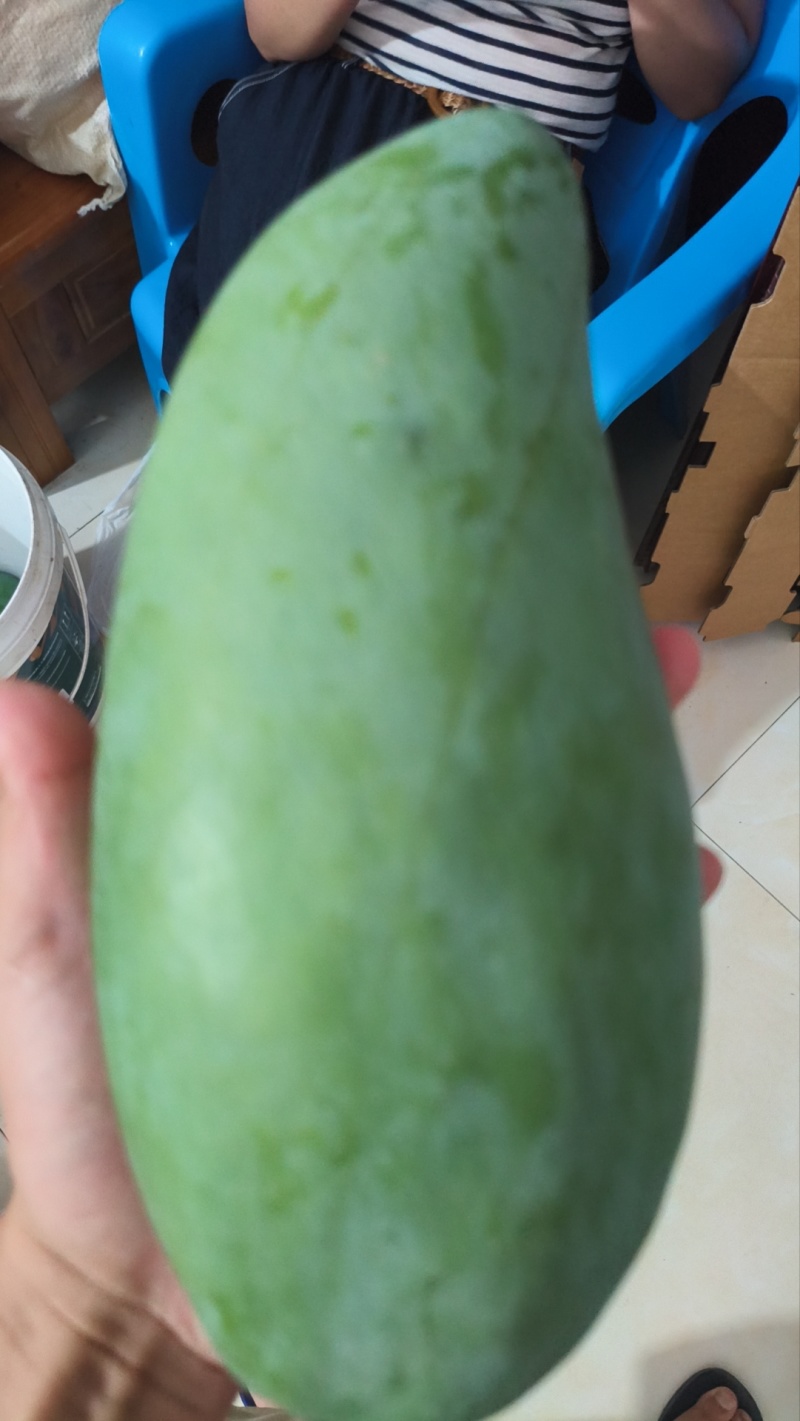 广西百色芒果