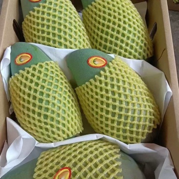 广西百色芒果