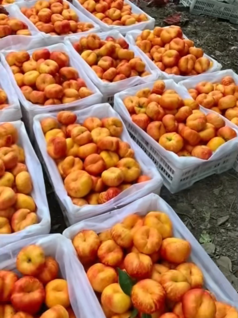 河北油蟠久质量好！口感甜！适合各大商超！团购！代发全国！