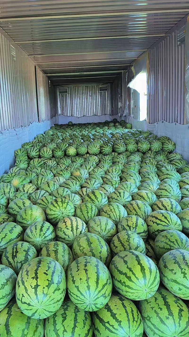 内蒙小白皮沙漠一号西瓜大量供应，产区直发，一手货源