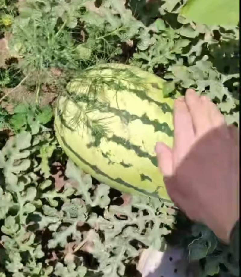 内蒙小白皮沙漠一号西瓜大量供应，产区直发，一手货源