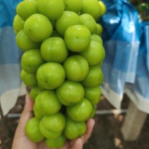 【推荐】湖南精品晴王香印阳光玫瑰葡萄商超市场**一手货源