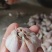 红蒜干蒜云南红蒜基地直供量大从优欢迎咨询