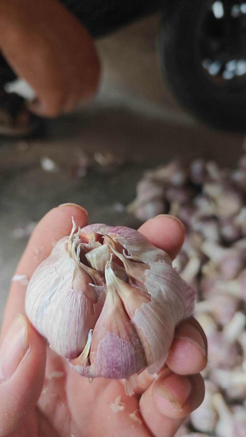 云南红皮大蒜干蒜种蒜产地直发欢迎来电咨询
