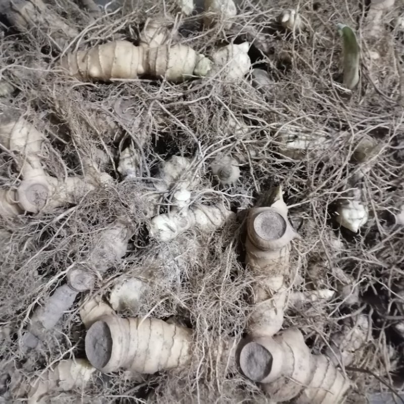 野生黄精干片