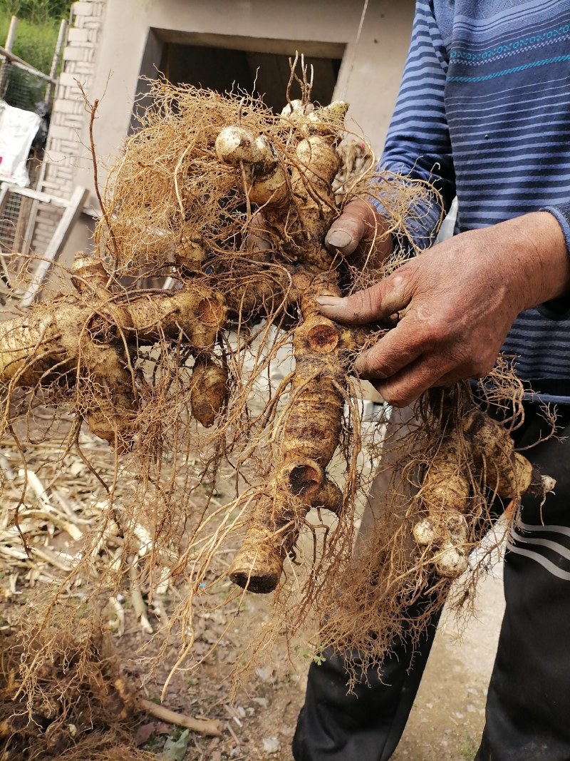 野生黄精干片