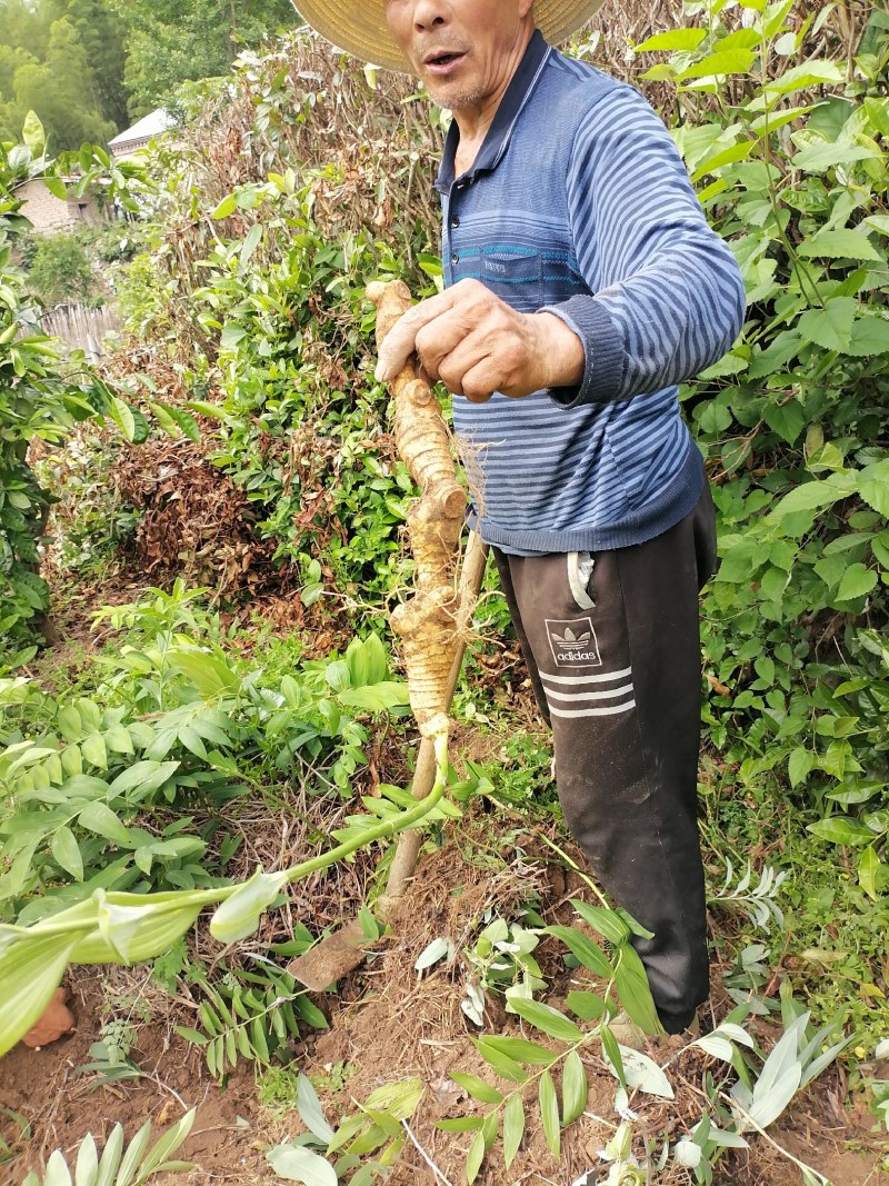野生黄精干片