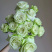 新品薄荷茶玫瑰月季花苗大花浓香切花阳台盆栽开花性好四季玫瑰