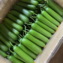 《精选》小黄瓜保质保量，全国直发，对接超市，电商及市场