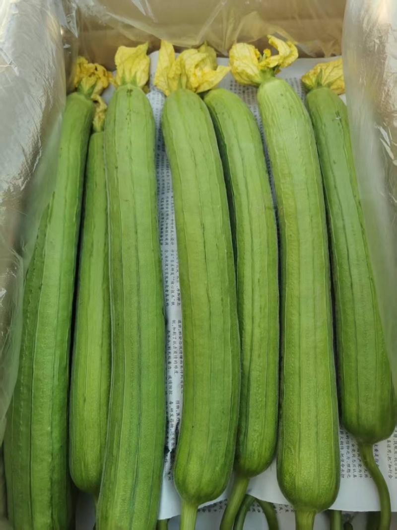 鲜花丝瓜产地直发一手货源对接超市电商市场量大从优