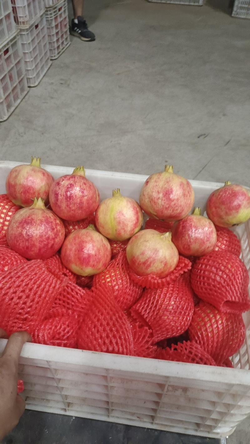 突尼斯软籽石榴