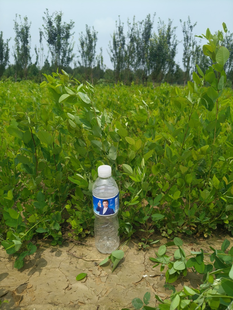 营养杯胡枝子