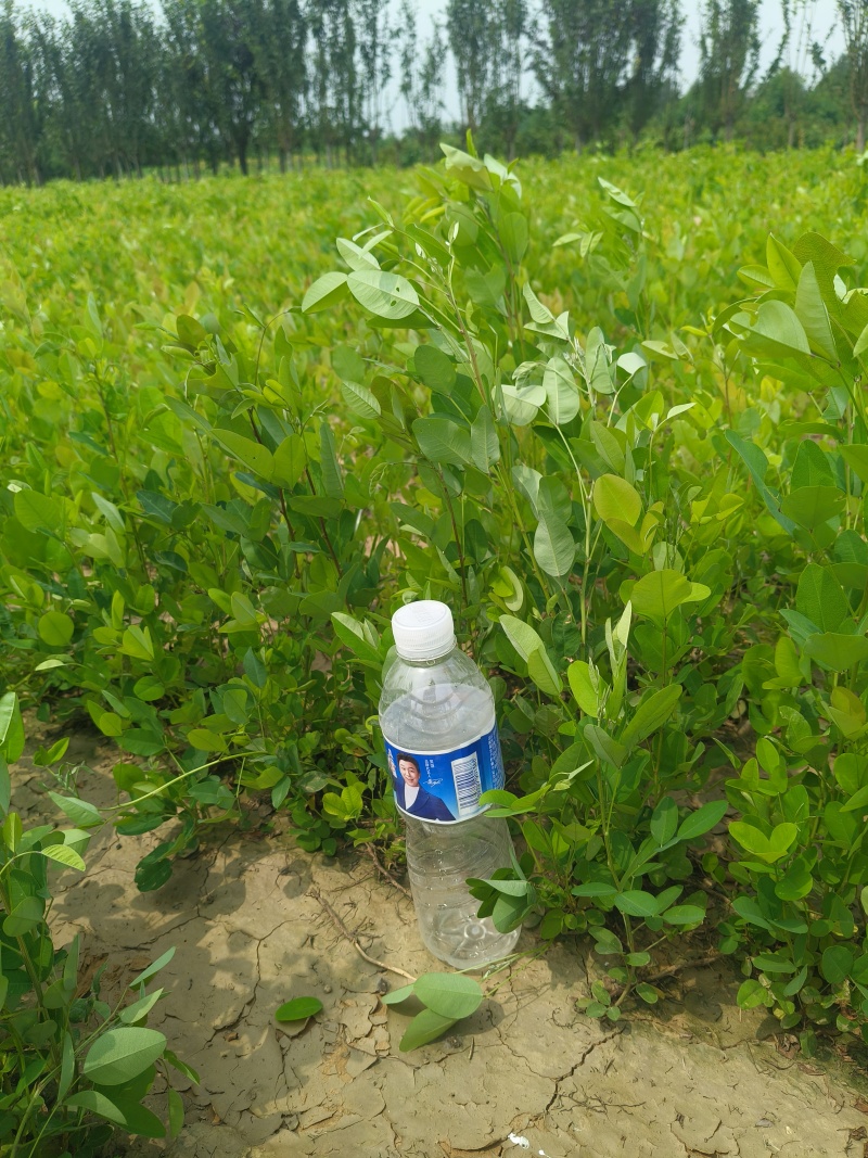 营养杯胡枝子