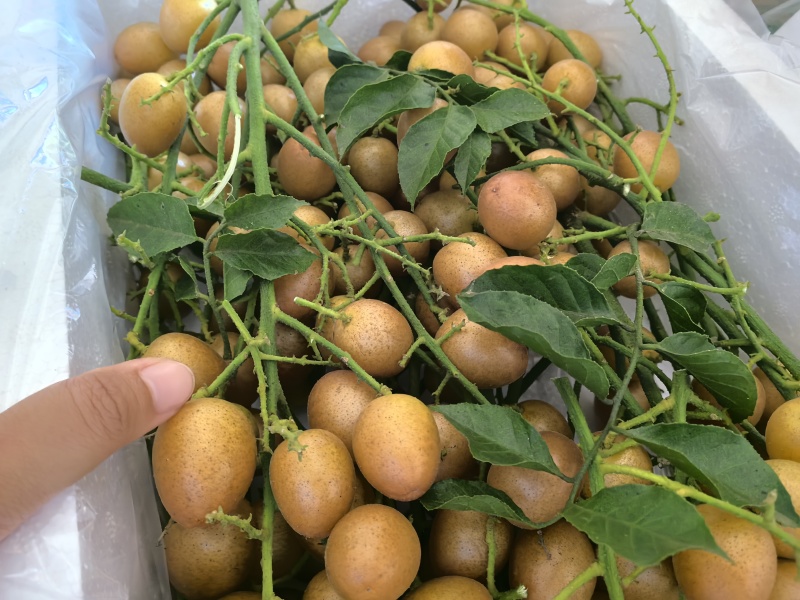 广西黄皮果