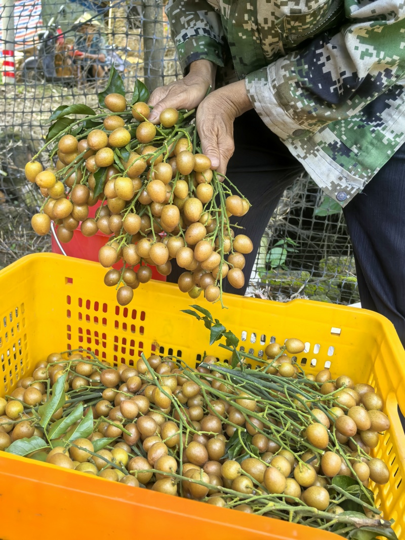 广西黄皮果