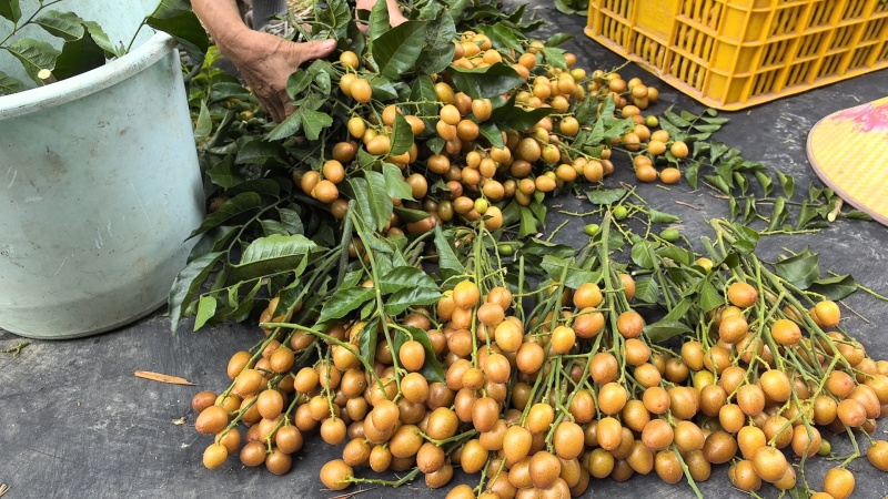 黄皮果