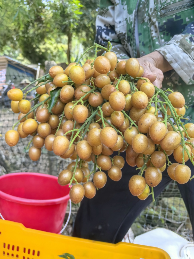 黄皮果