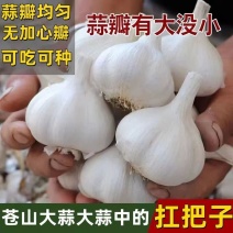 大蒜（白蒜）苍山蒜瓣基地直发现货现发供应全国品质保证！