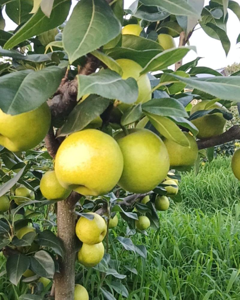 苍溪翠冠梨