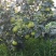 苍溪翠冠梨
