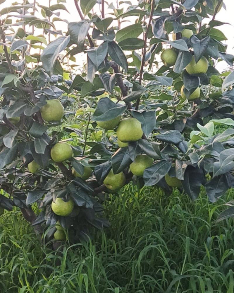 苍溪翠冠梨