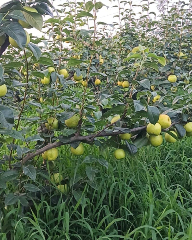 苍溪翠冠梨