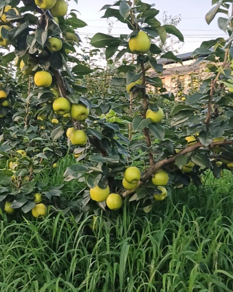 苍溪翠冠梨