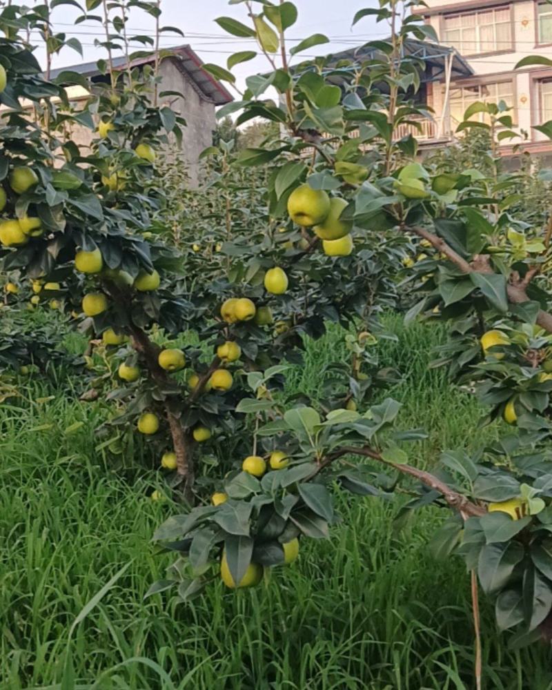 苍溪翠冠梨