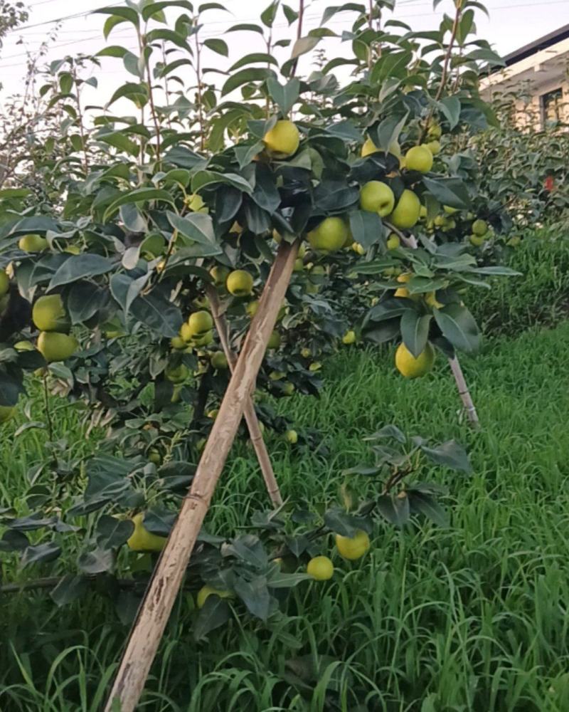苍溪翠冠梨