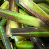 精品茭白