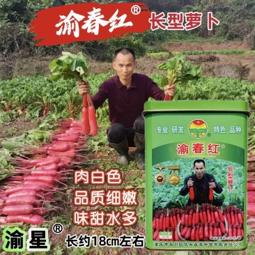 川渝热销渝春红红皮萝卜种子味甜水多长型红萝卜种籽白肉