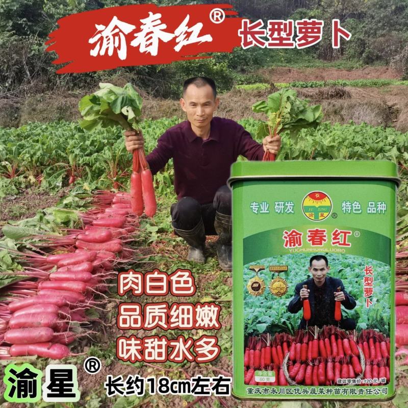 川渝热销渝春红红皮萝卜种子味甜水多长型红萝卜种籽白肉