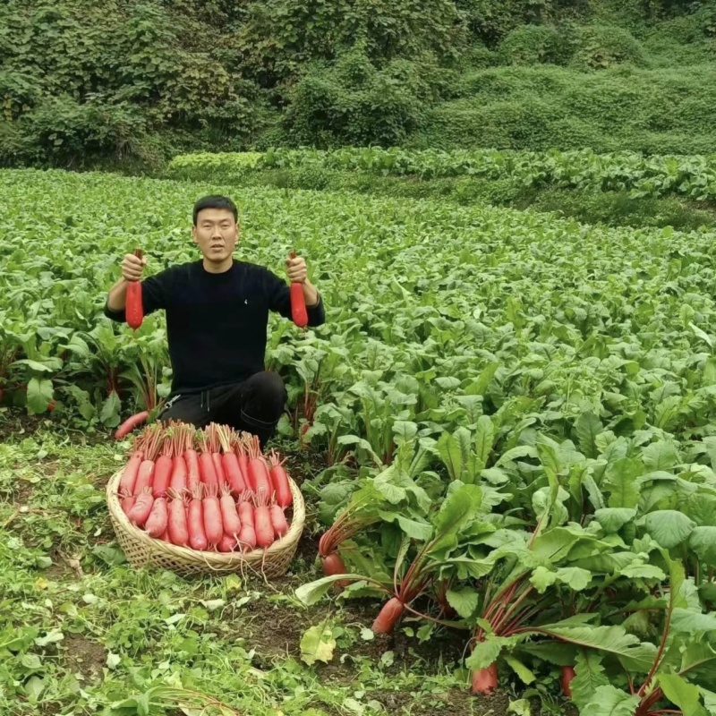 川渝热销渝春红红皮萝卜种子味甜水多长型红萝卜种籽白肉