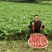 川渝热销渝春红红皮萝卜种子味甜水多长型红萝卜种籽白肉
