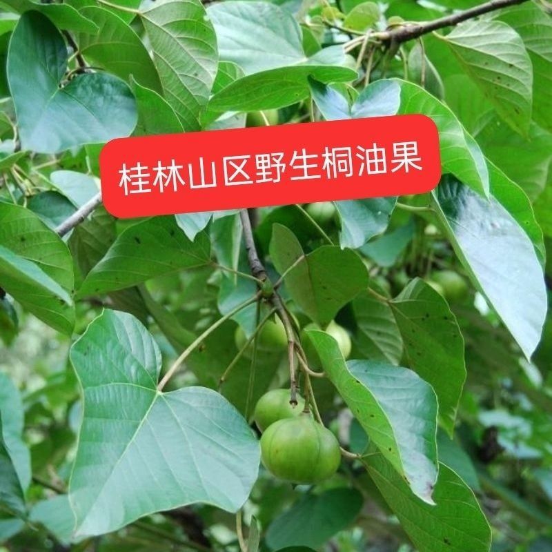 广西桂林野生桐油籽桐油籽桐油干货中药材可榨油