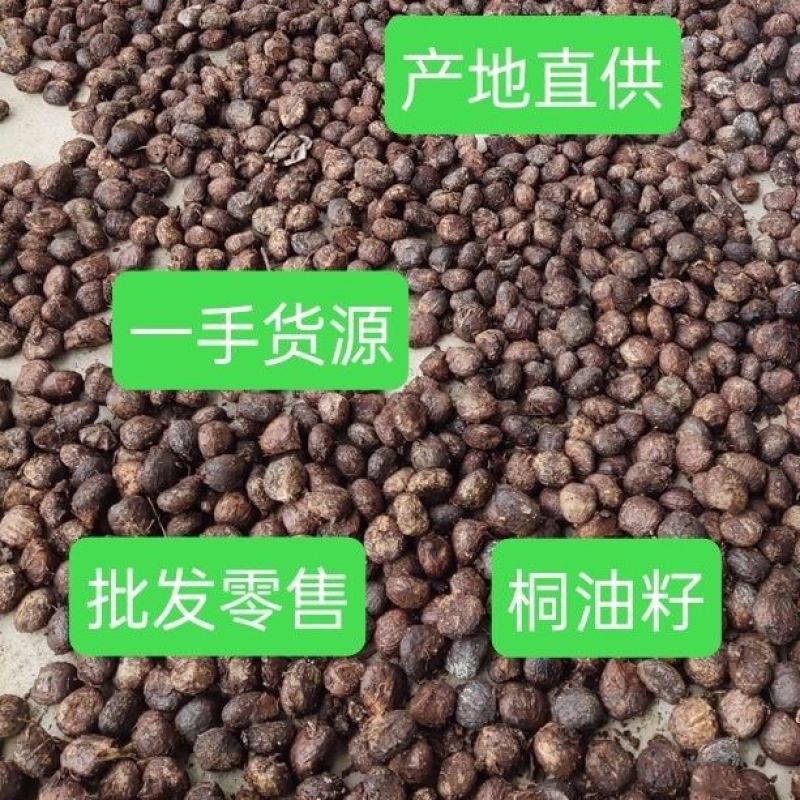 广西桂林野生桐油籽桐油籽桐油干货中药材可榨油