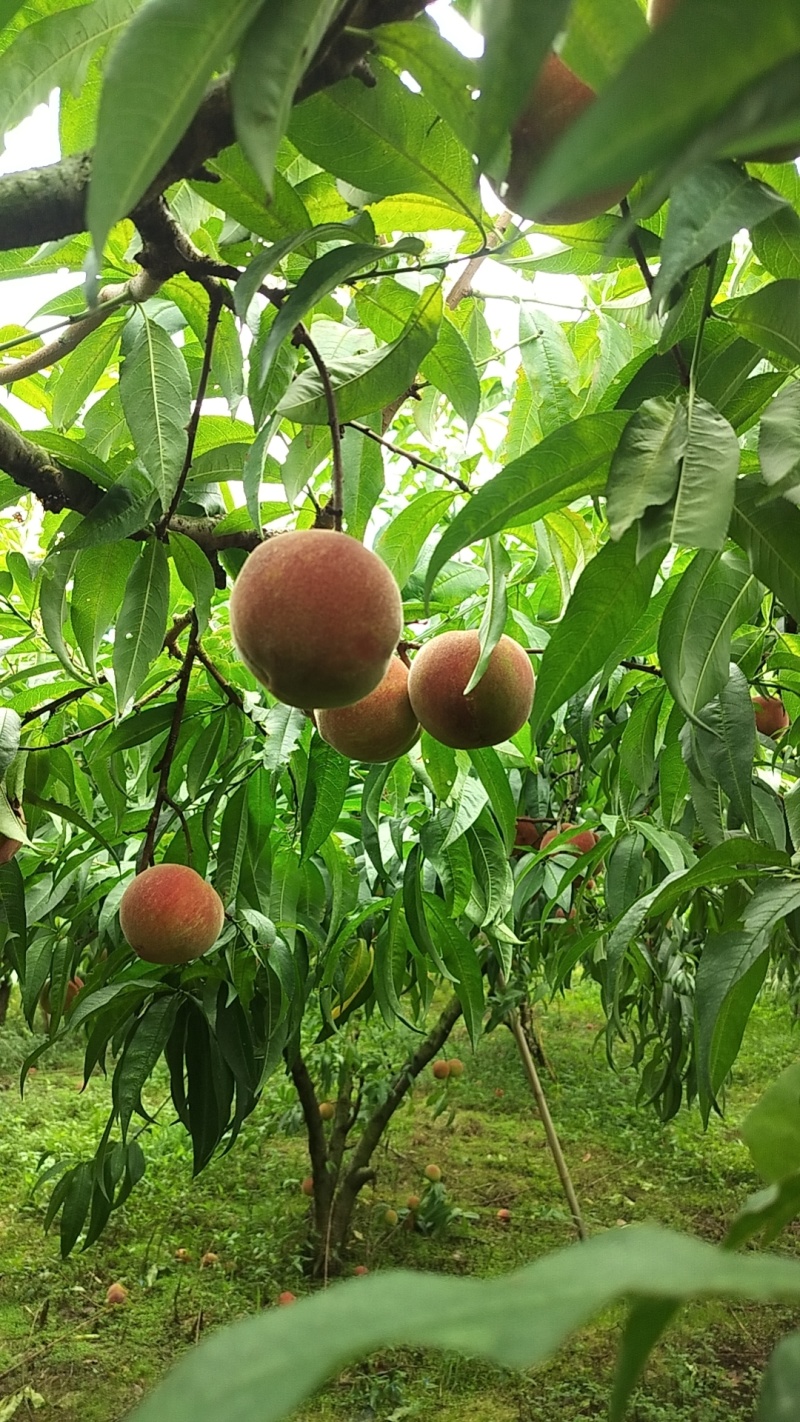 贵州高山苹果桃，口感脆甜，保质保量