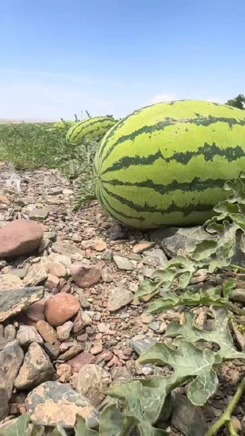 甘肃美都精品西瓜金花西瓜4K西瓜大量现货一手货源